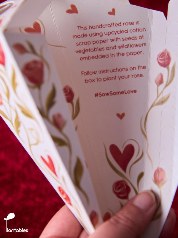 Plantable Rose in a Box
